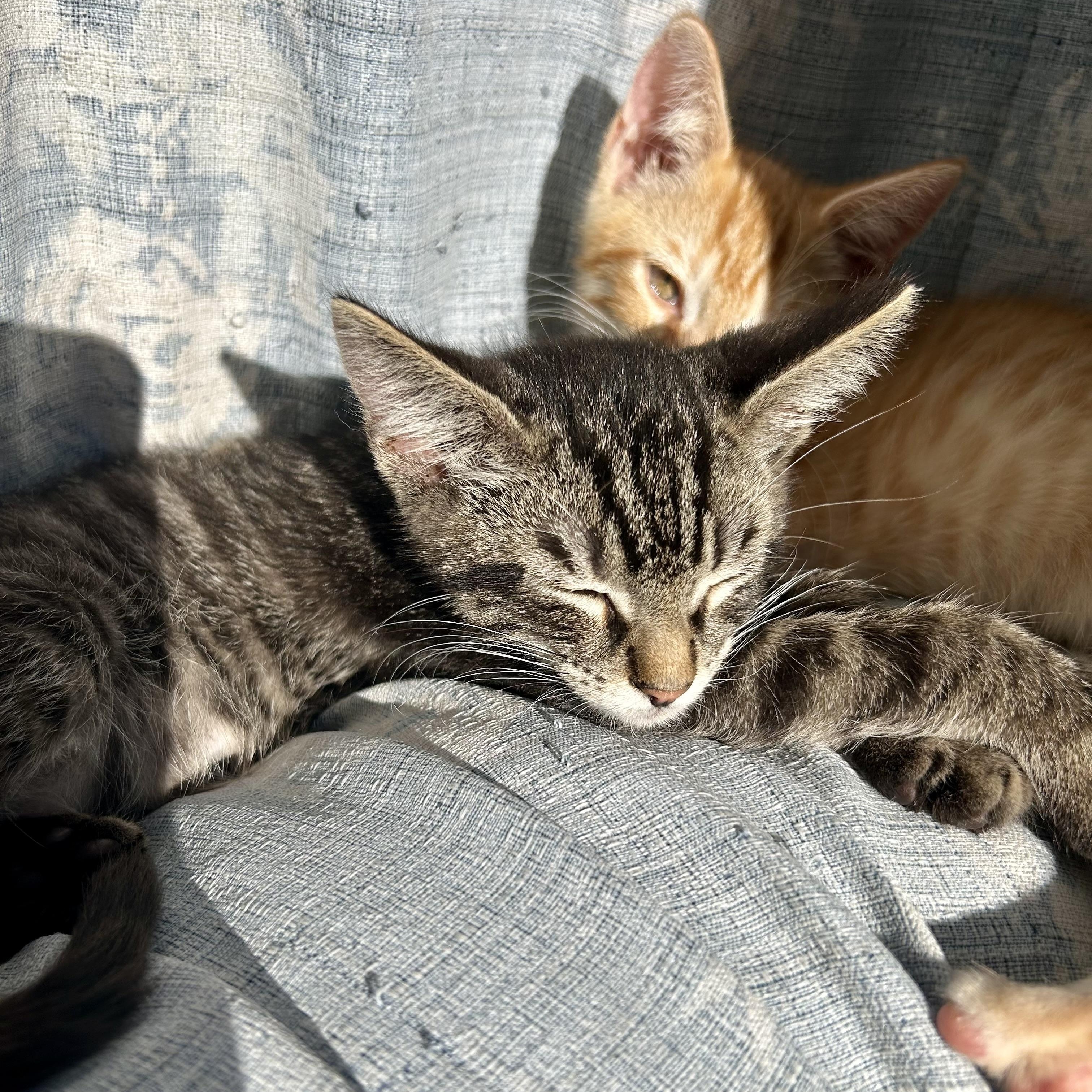 Hamburgler (AKA Hammy)