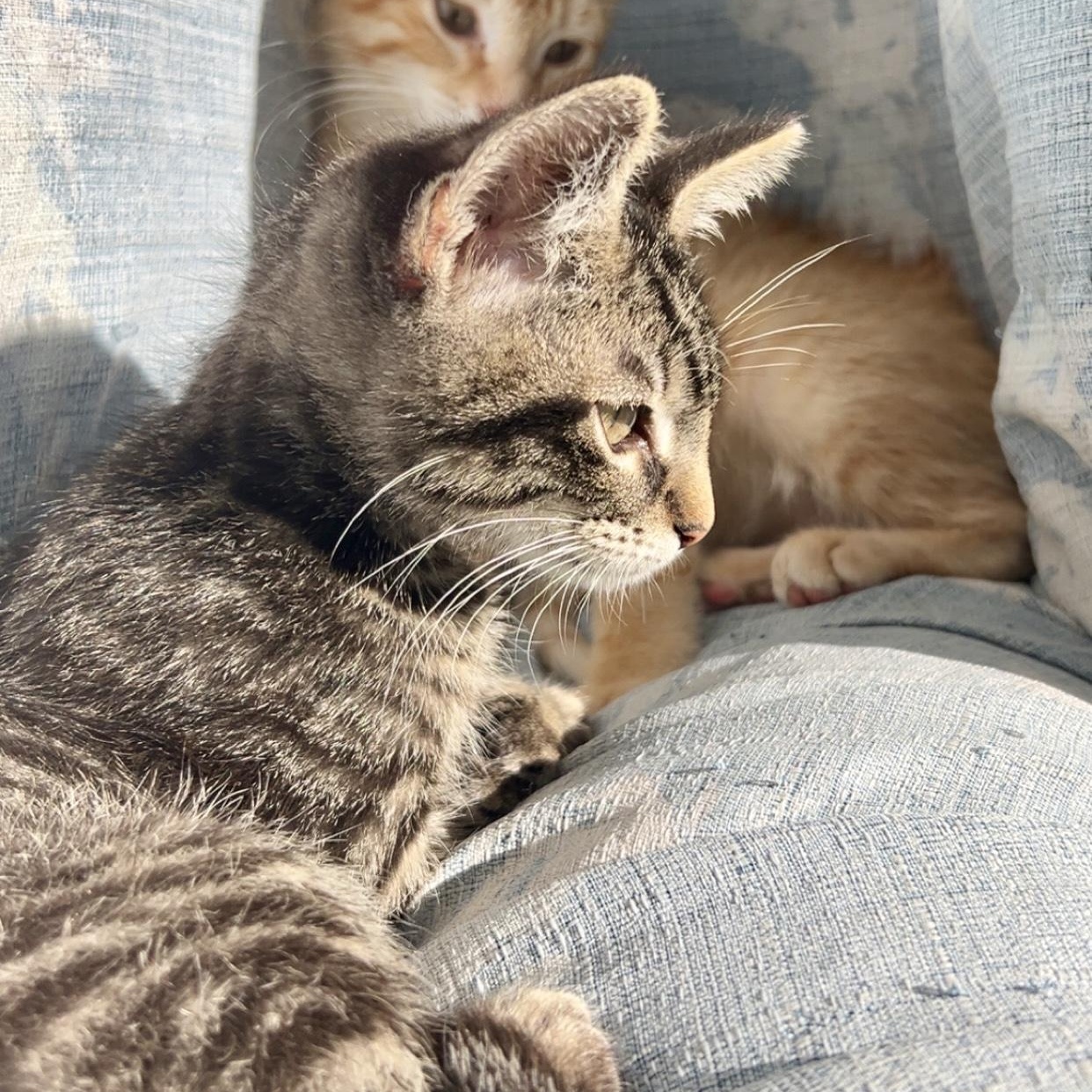 Hamburgler (AKA Hammy)