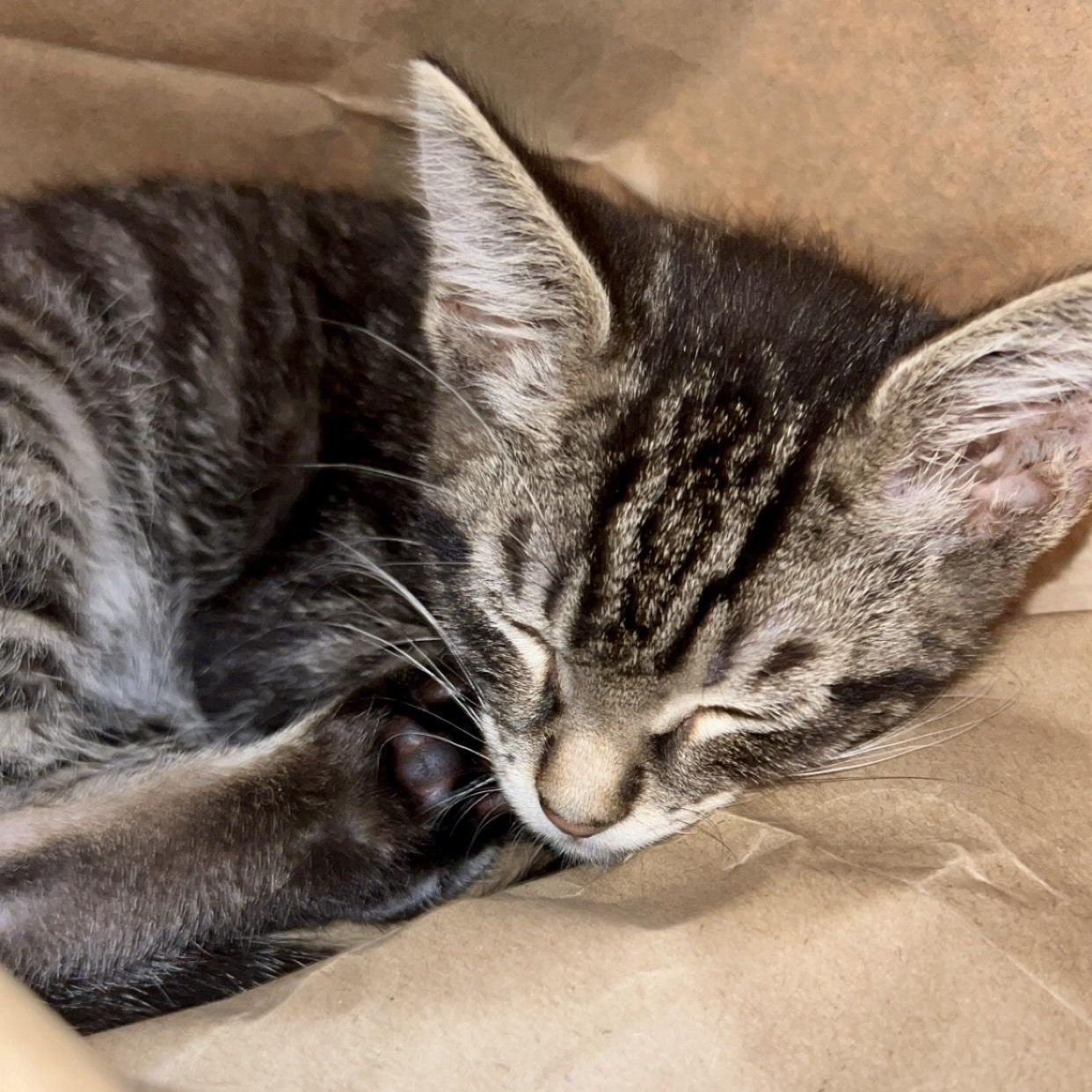 Hamburgler (AKA Hammy)