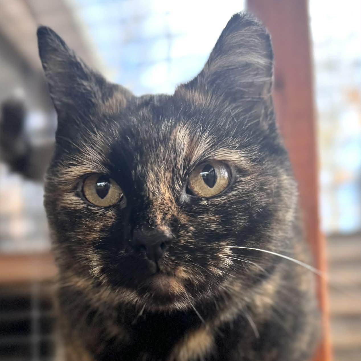 Twinkle, ADOPTABLE, Adult Female Domestic Medium Hair.