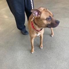 Enlarge Peep, a Adoptable Mixed Breed in York, PA image 1/6