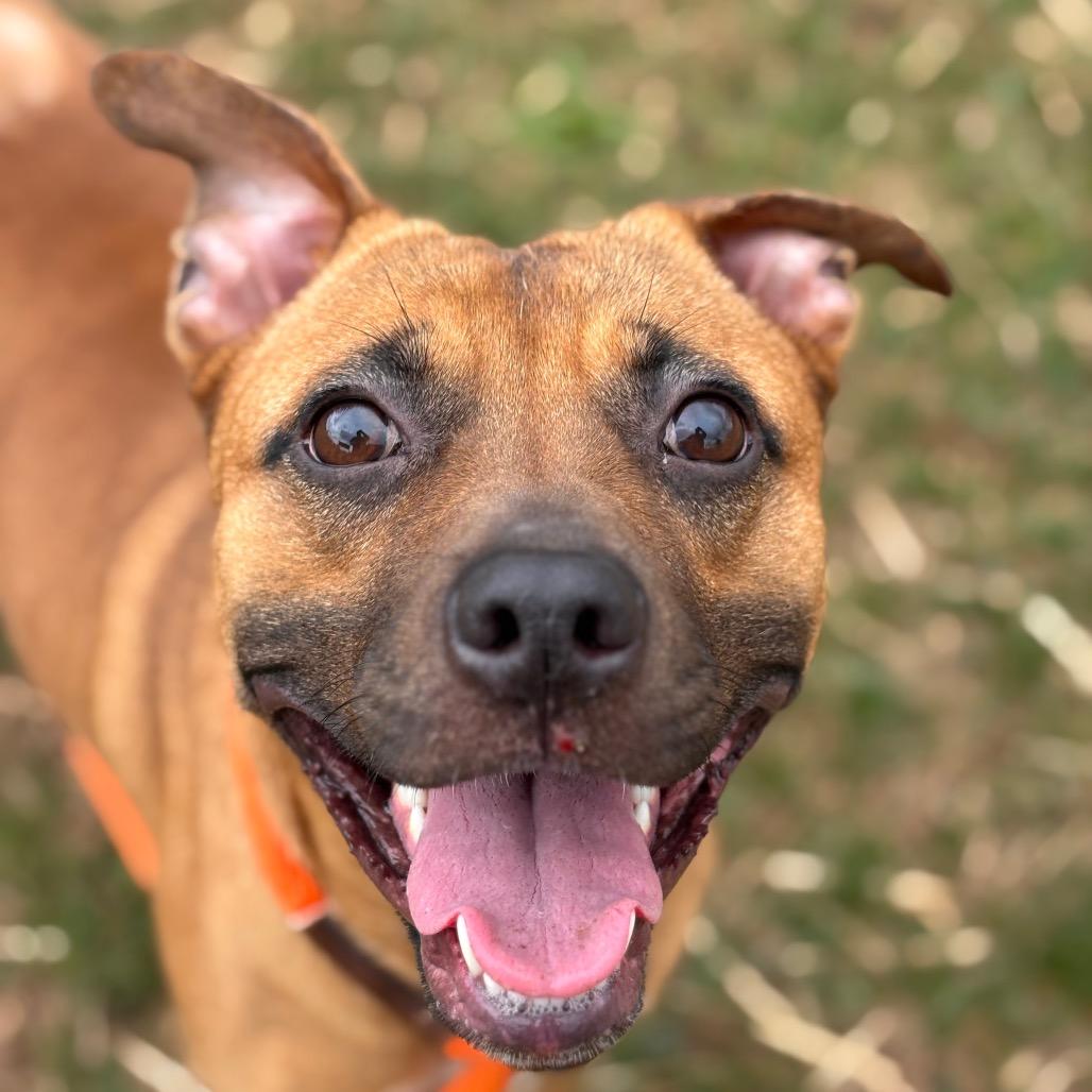 Enlarge Peep, a Adoptable Mixed Breed in York, PA image 2/6