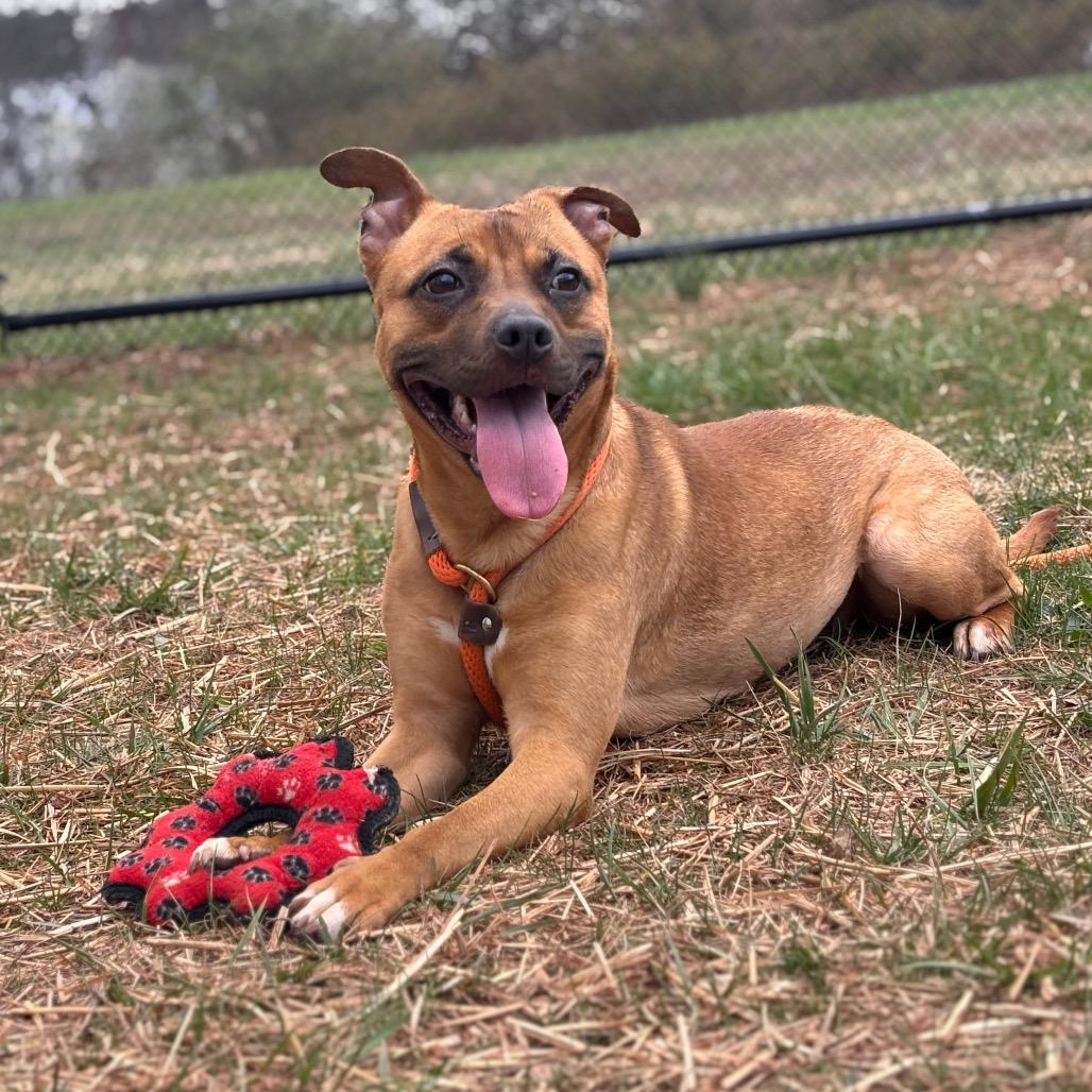 Enlarge Peep, a Adoptable Mixed Breed in York, PA image 3/6