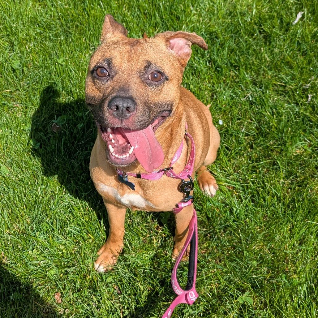 Enlarge Peep, a Adoptable Mixed Breed in York, PA image 4/6
