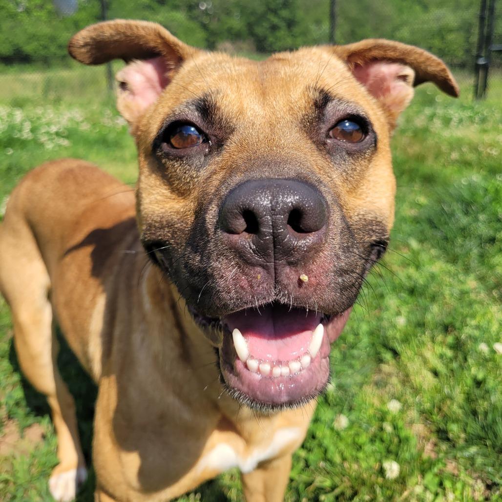 Enlarge Peep, a Adoptable Mixed Breed in York, PA image 4/6