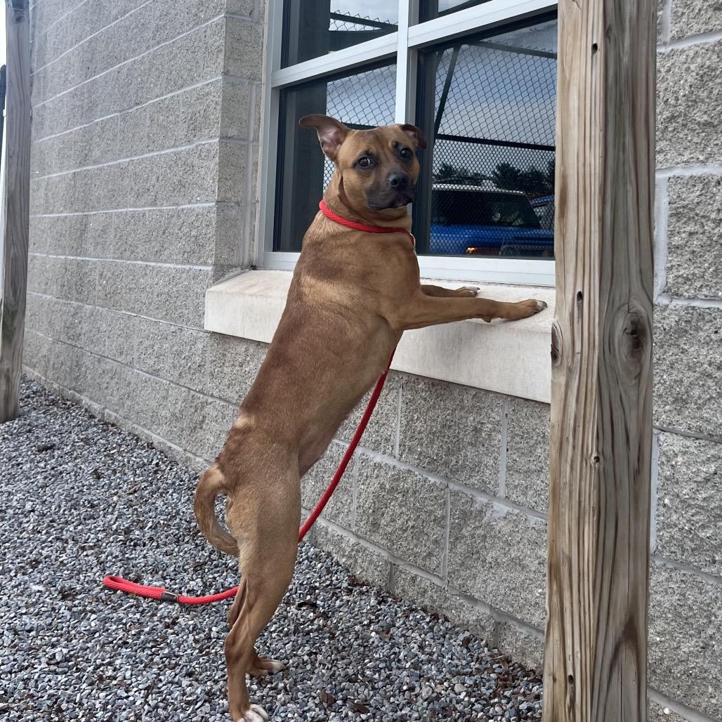 Enlarge Peep, a Adoptable Mixed Breed in York, PA image 5/6