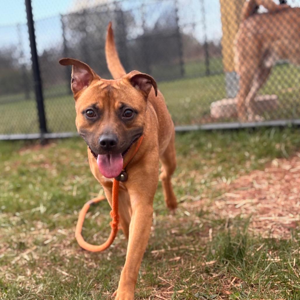 Enlarge Peep, a Adoptable Mixed Breed in York, PA image 6/6