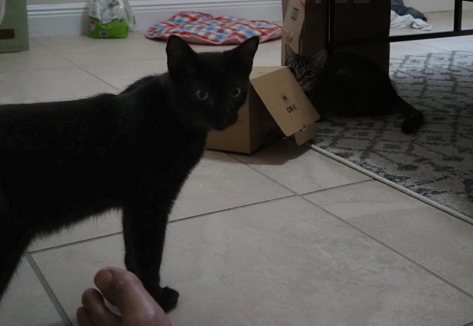 Enlarge Orange, a Adopted Domestic Short Hair in Sanford, FL image 1/2