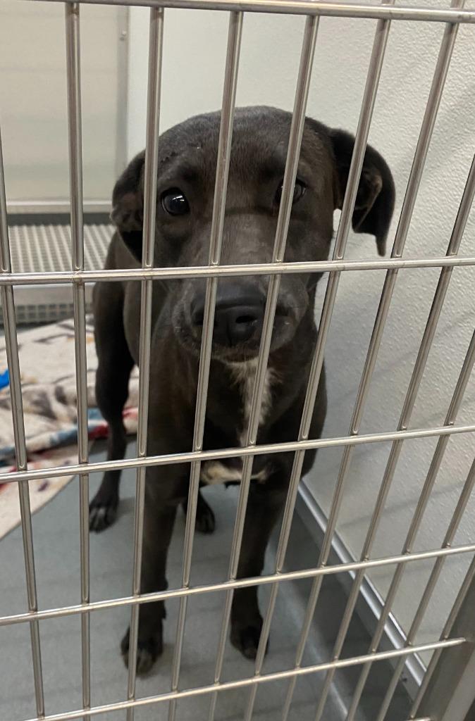 Enlarge Holly, a Adoptable Weimaraner in Bryant, AR image 1/1