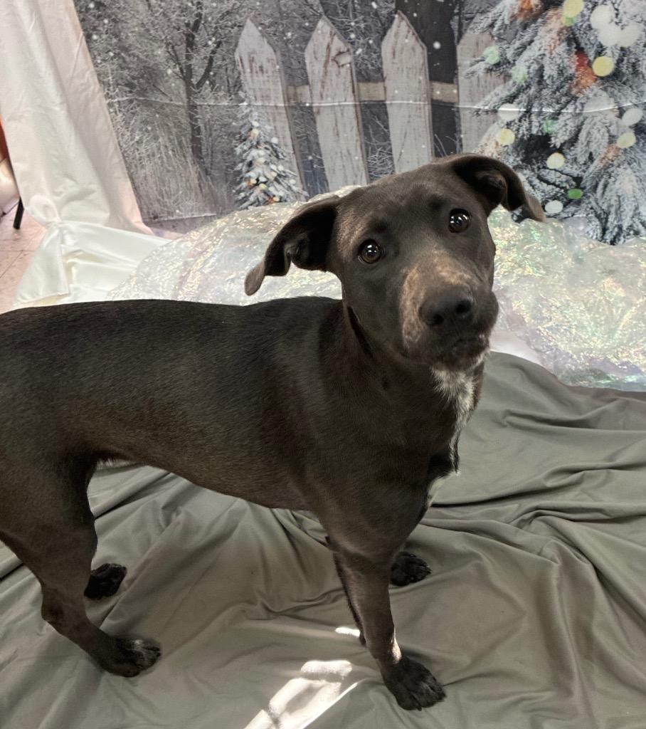 Holly, Adoptable, Young Female Weimaraner.