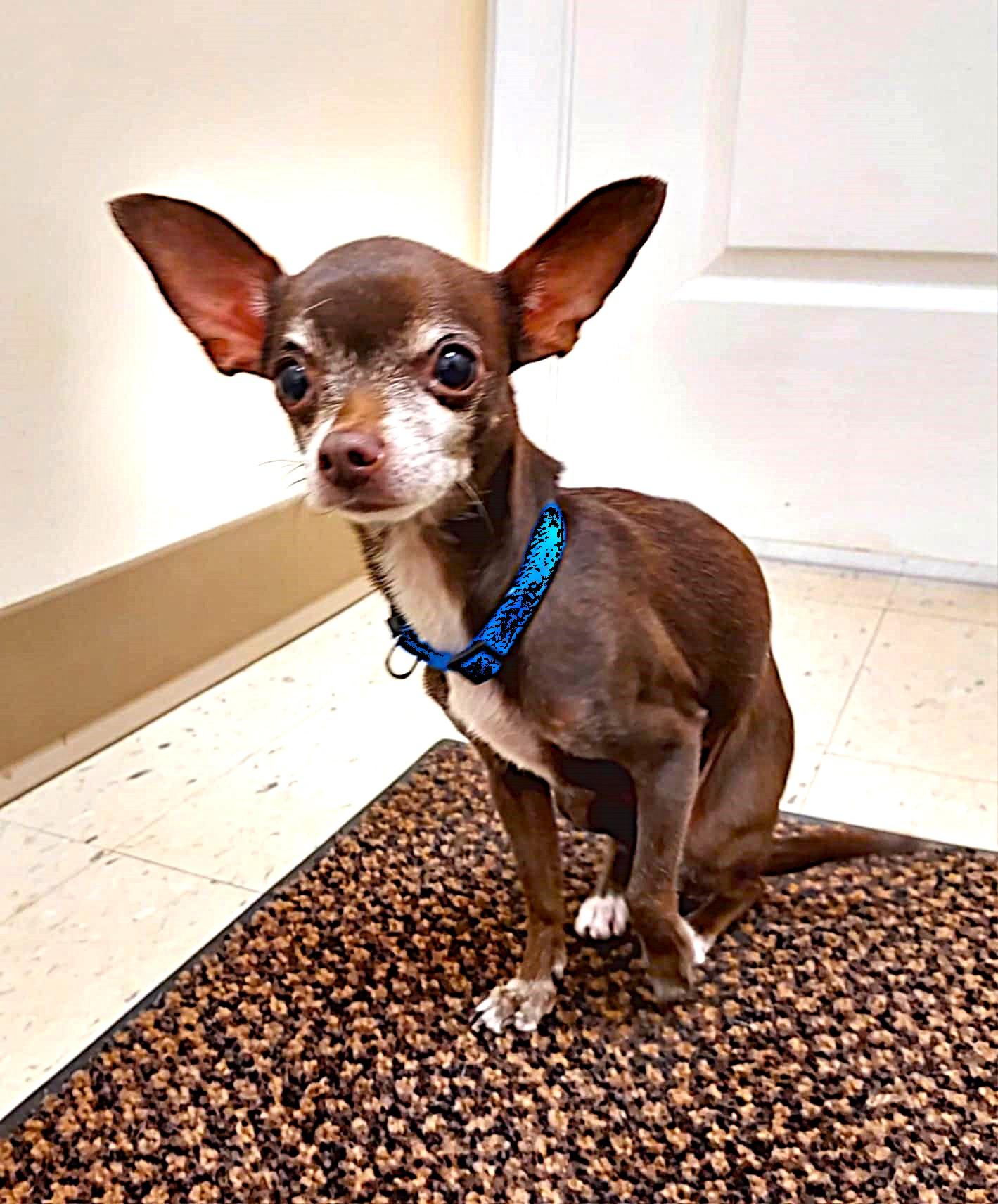 Coco and Oreo, an adopted Chihuahua in Falls Creek, PA image 2/6