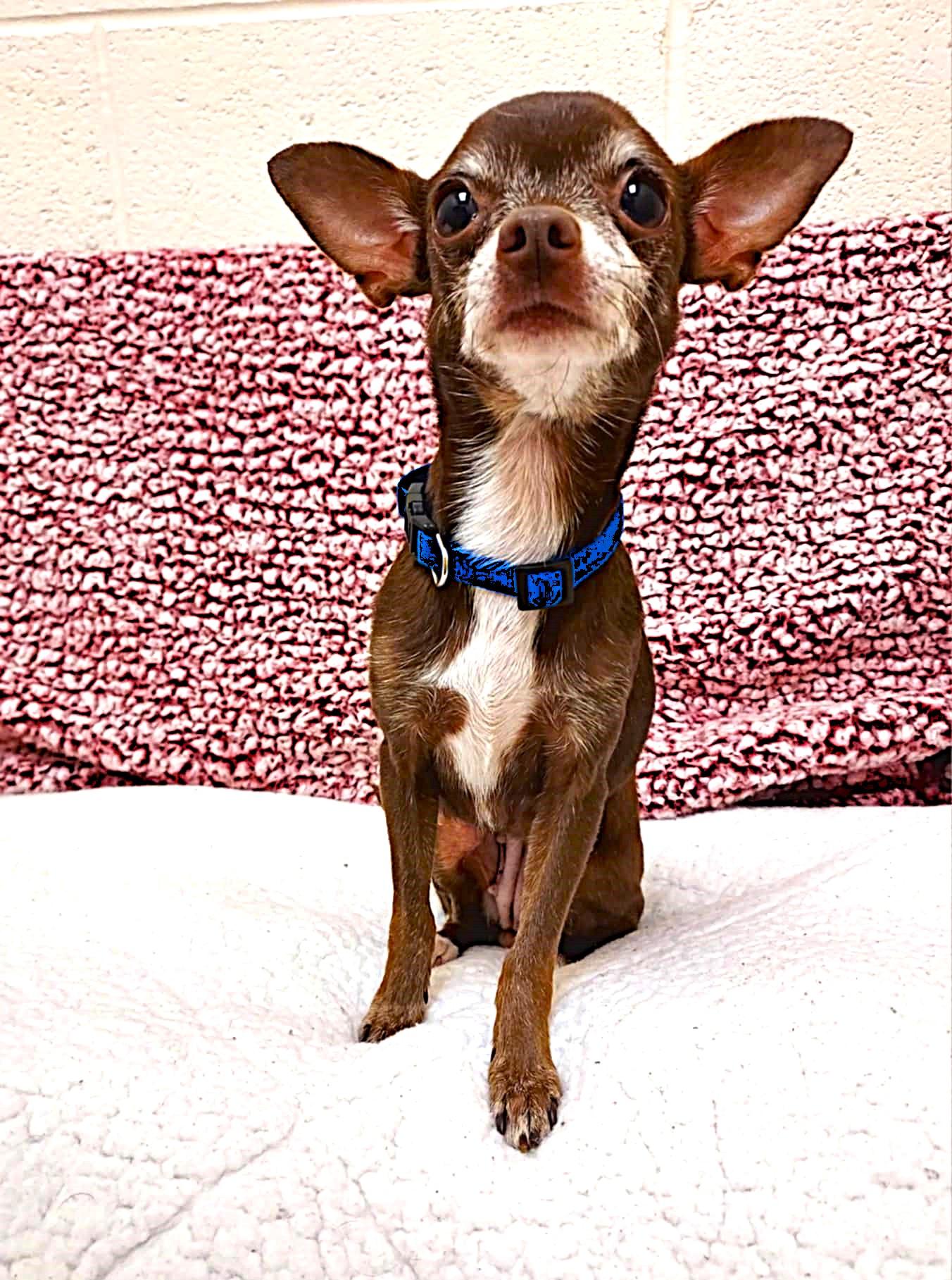 Coco and Oreo, an adopted Chihuahua in Falls Creek, PA image 3/6