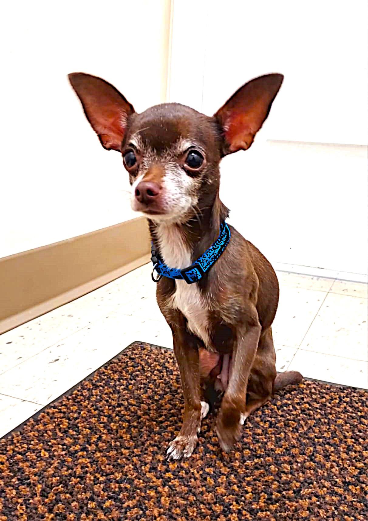 Coco and Oreo, an adopted Chihuahua in Falls Creek, PA image 4/6
