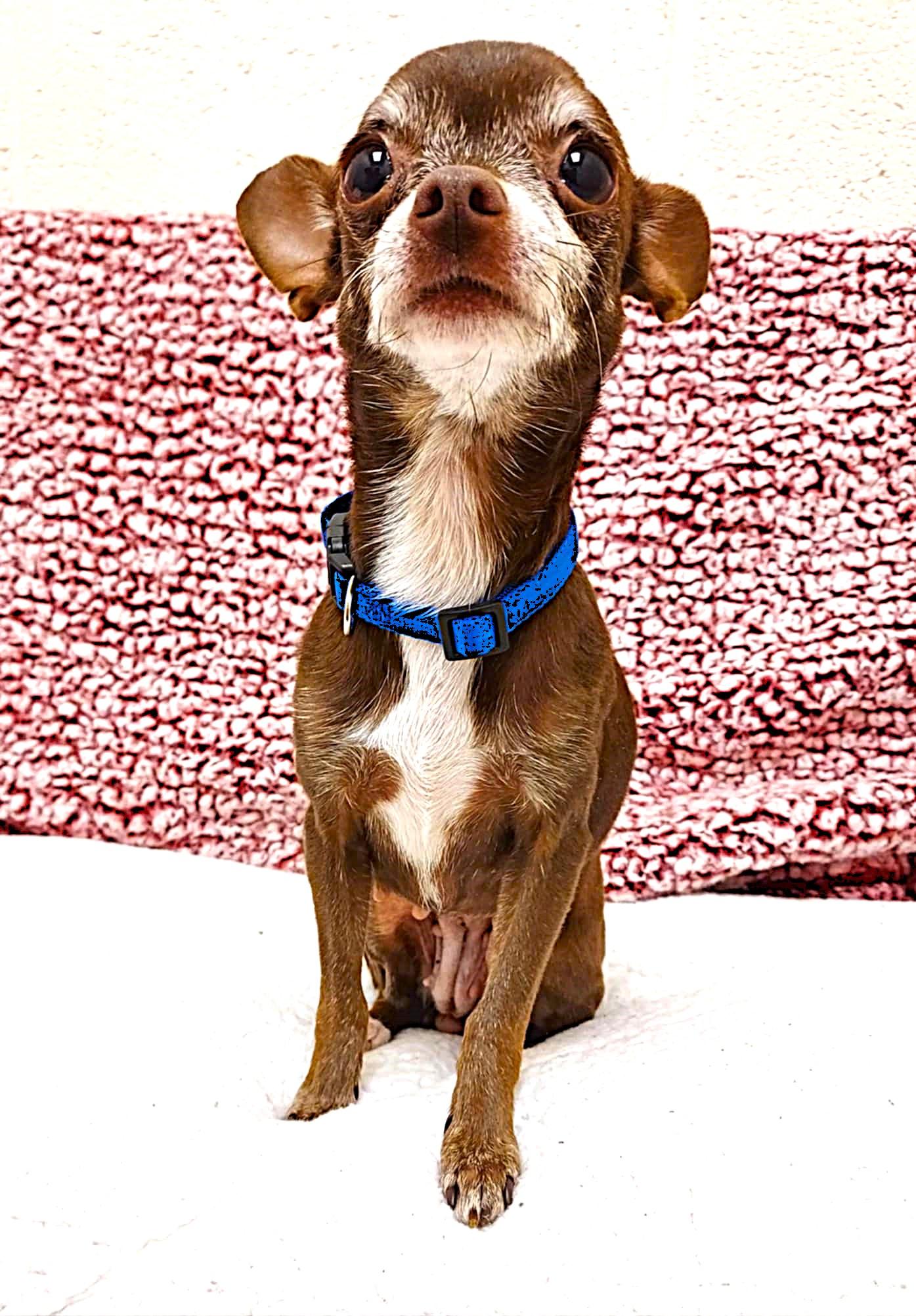 Coco and Oreo, an adopted Chihuahua in Falls Creek, PA image 5/6