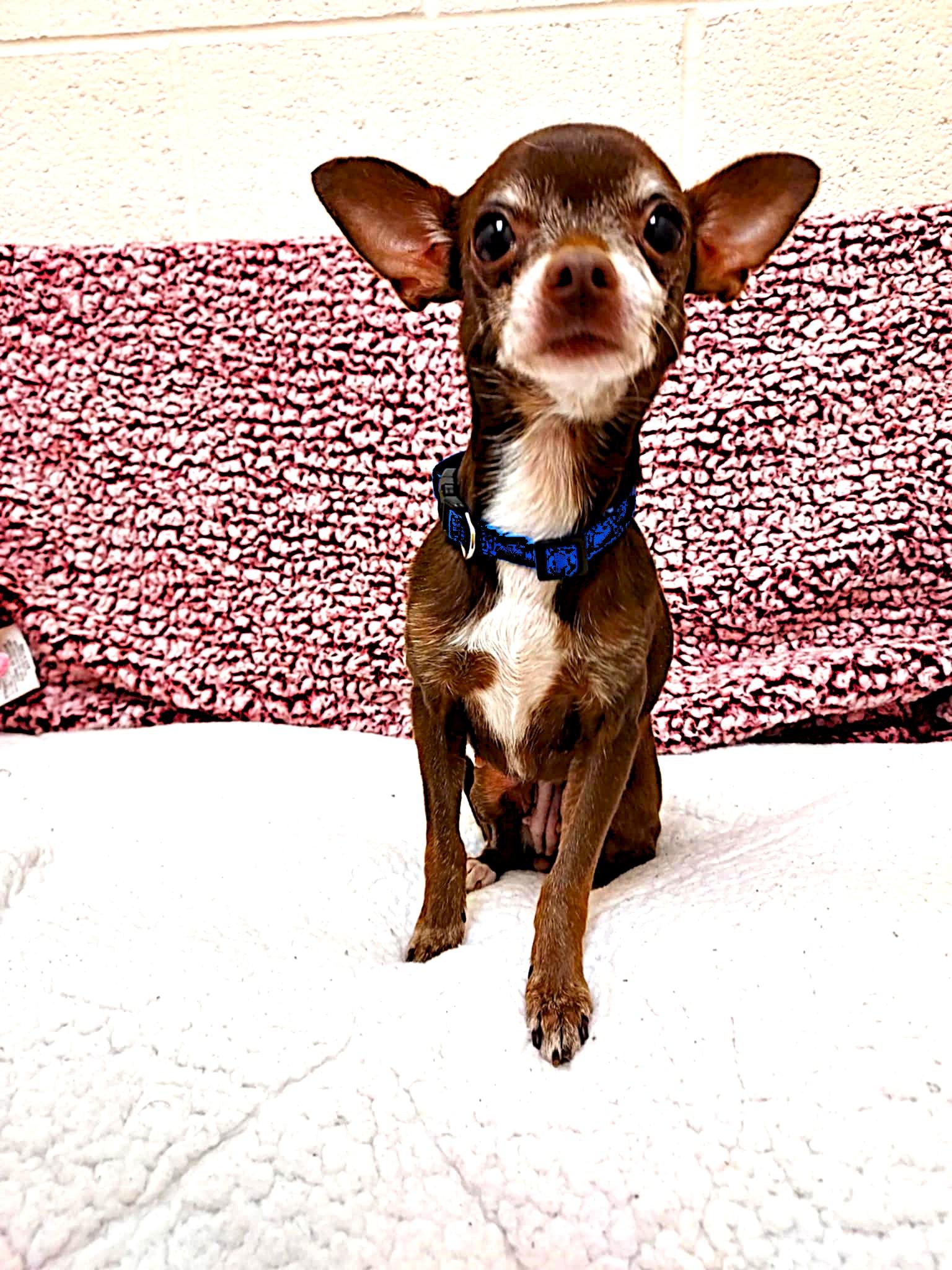 Coco and Oreo, an adopted Chihuahua in Falls Creek, PA image 6/6