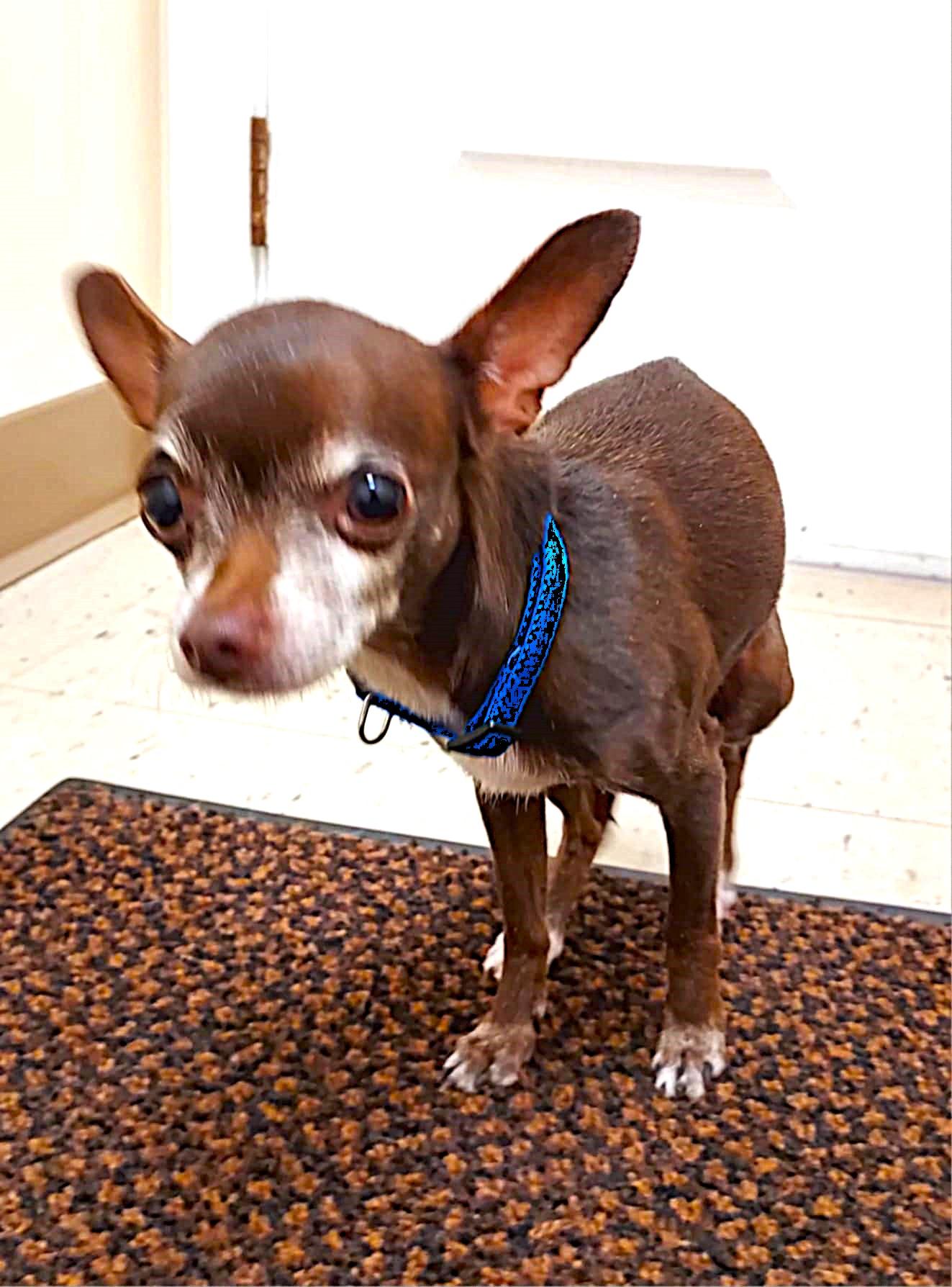 Coco and Oreo, an adopted Chihuahua in Falls Creek, PA image 1/6