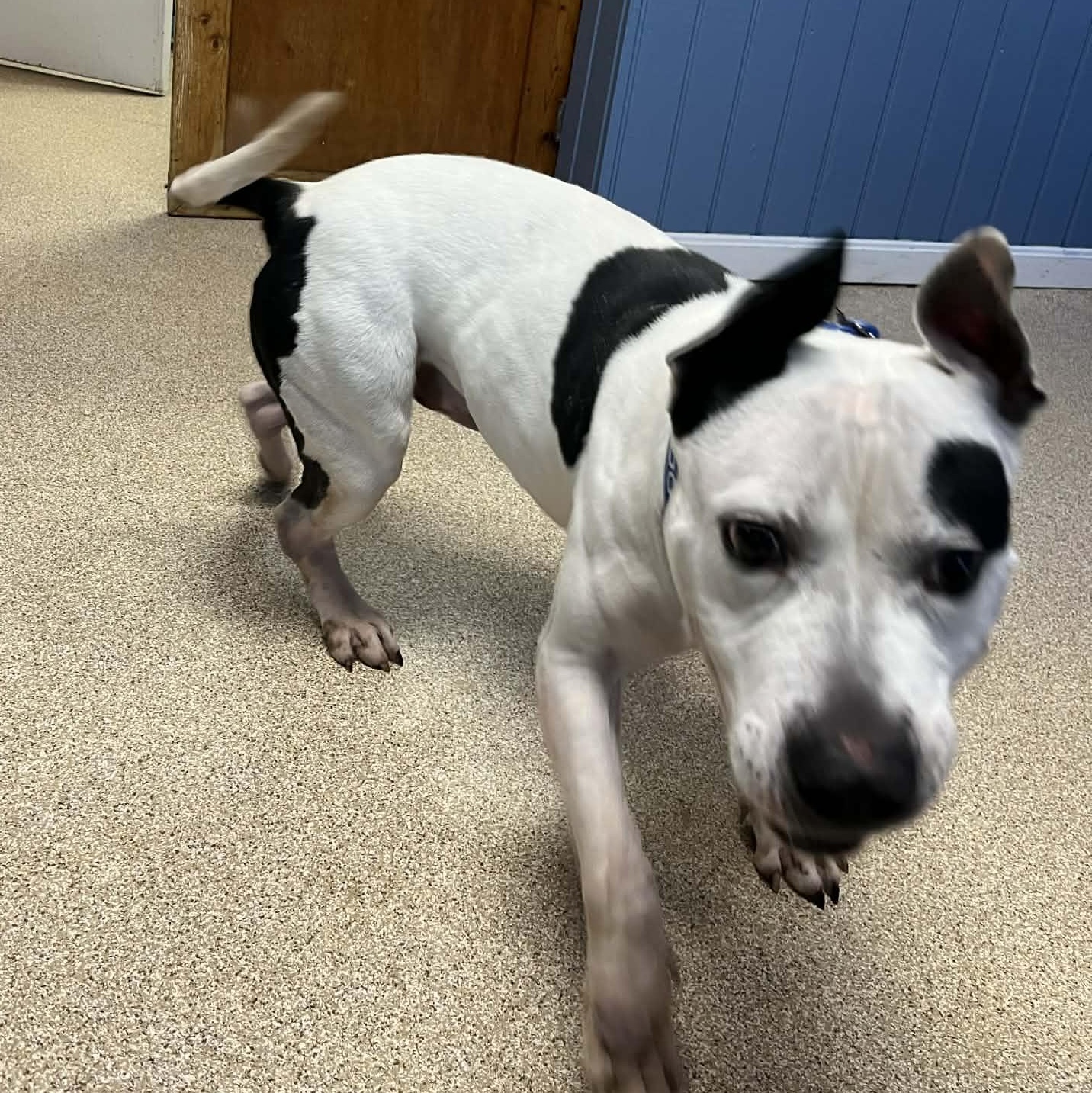 Enlarge Gabe, a ADOPTABLE American Staffordshire Terrier in Sunderland, MD image 3/6