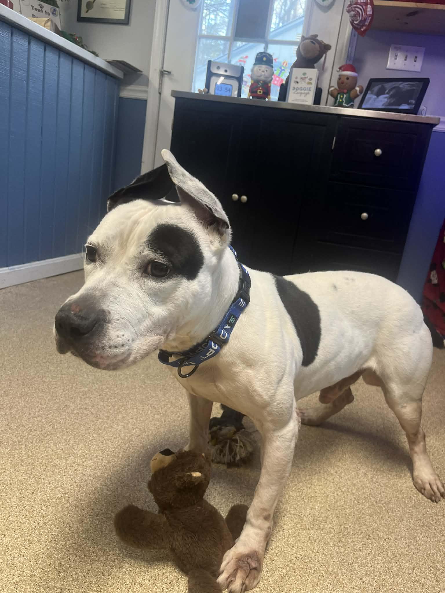 Enlarge Gabe, a ADOPTABLE American Staffordshire Terrier in Sunderland, MD image 5/6