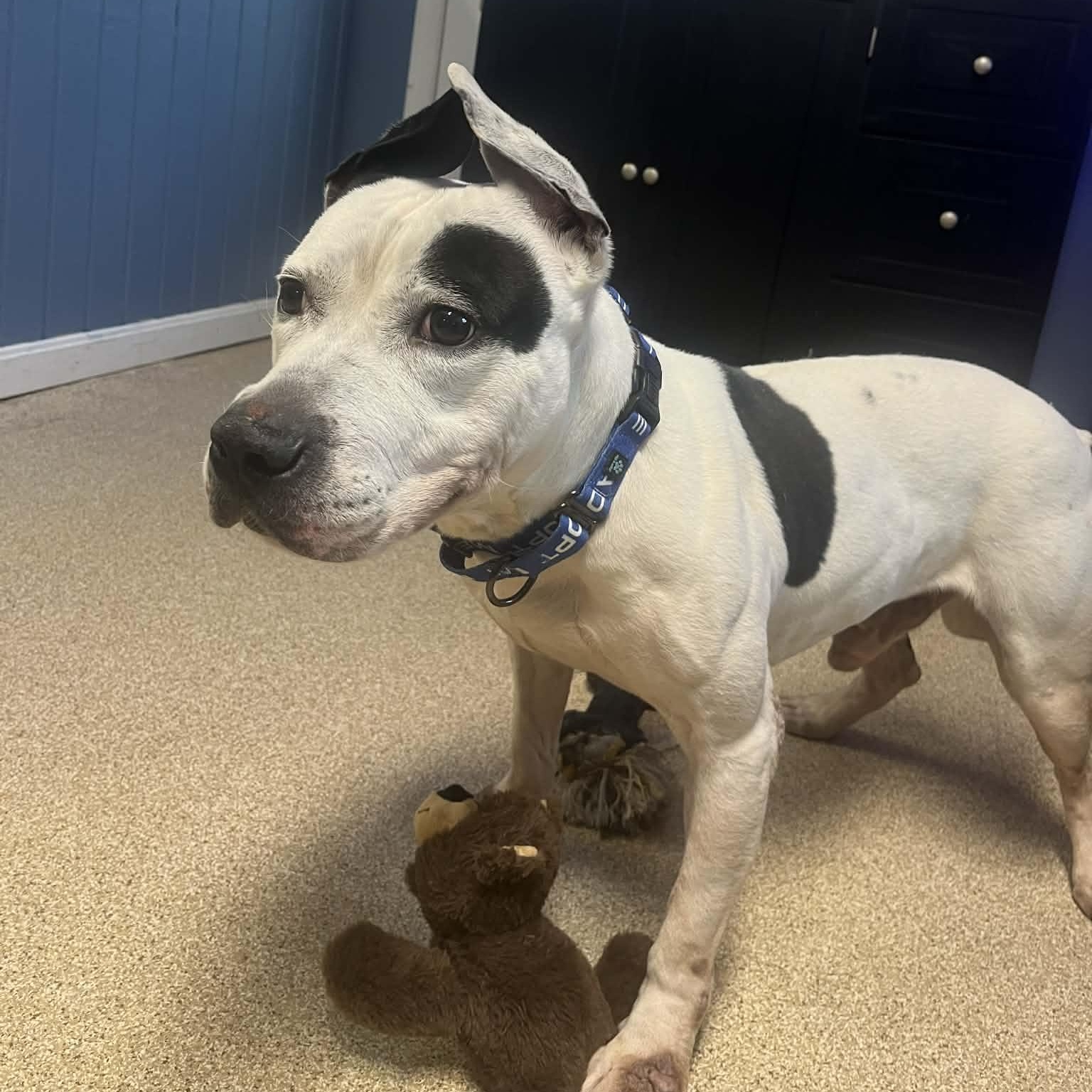 Enlarge Gabe, a ADOPTABLE American Staffordshire Terrier in Sunderland, MD image 4/6