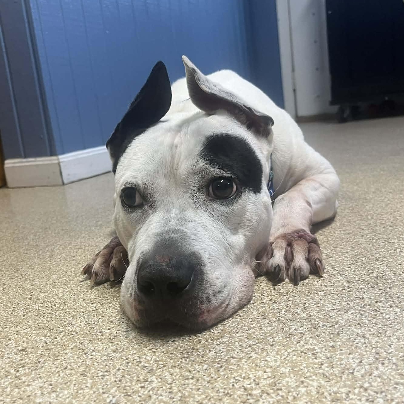 Enlarge Gabe, a ADOPTABLE American Staffordshire Terrier in Sunderland, MD image 2/6