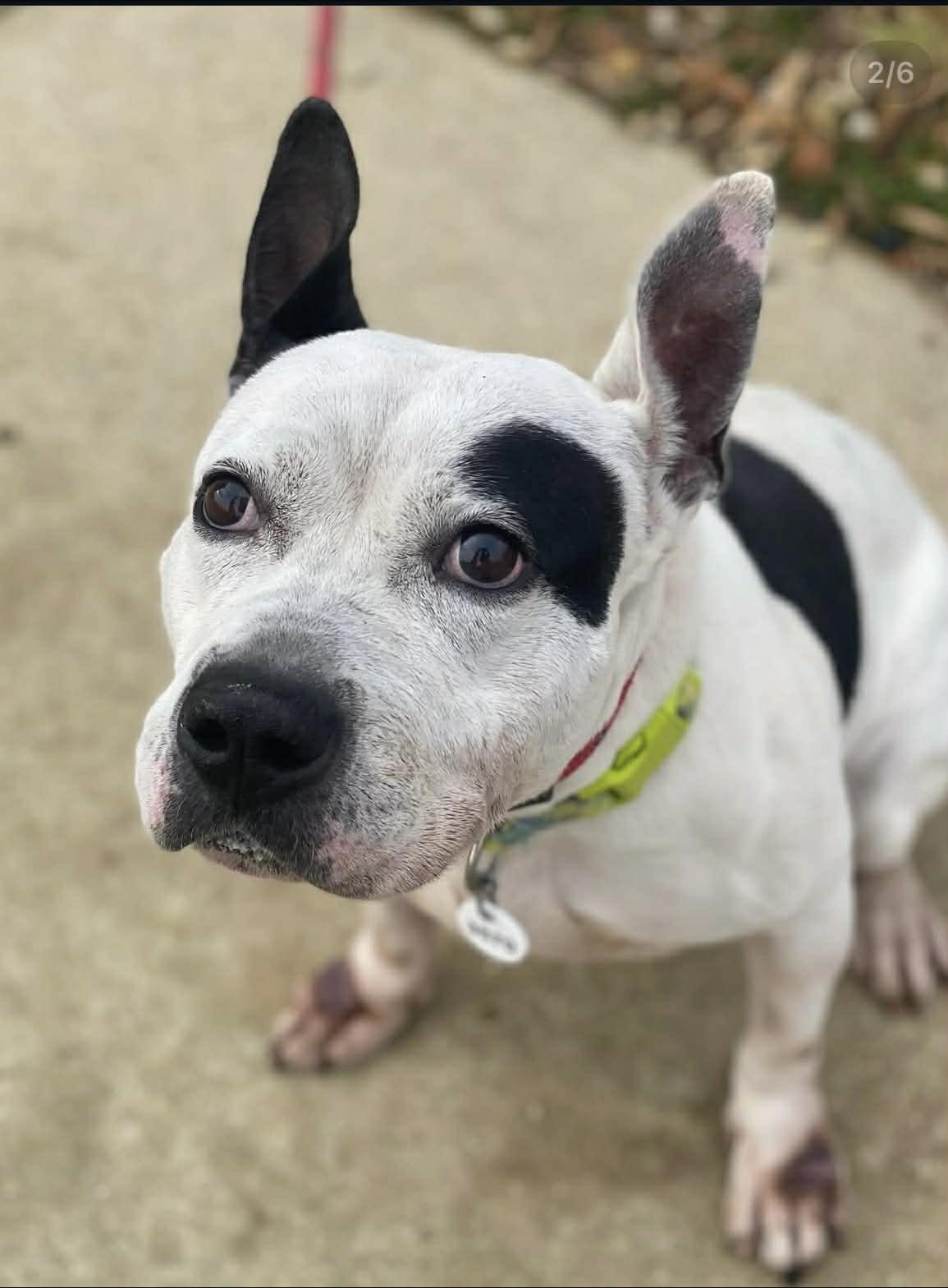 Enlarge Gabe, a ADOPTABLE American Staffordshire Terrier in Sunderland, MD image 1/6
