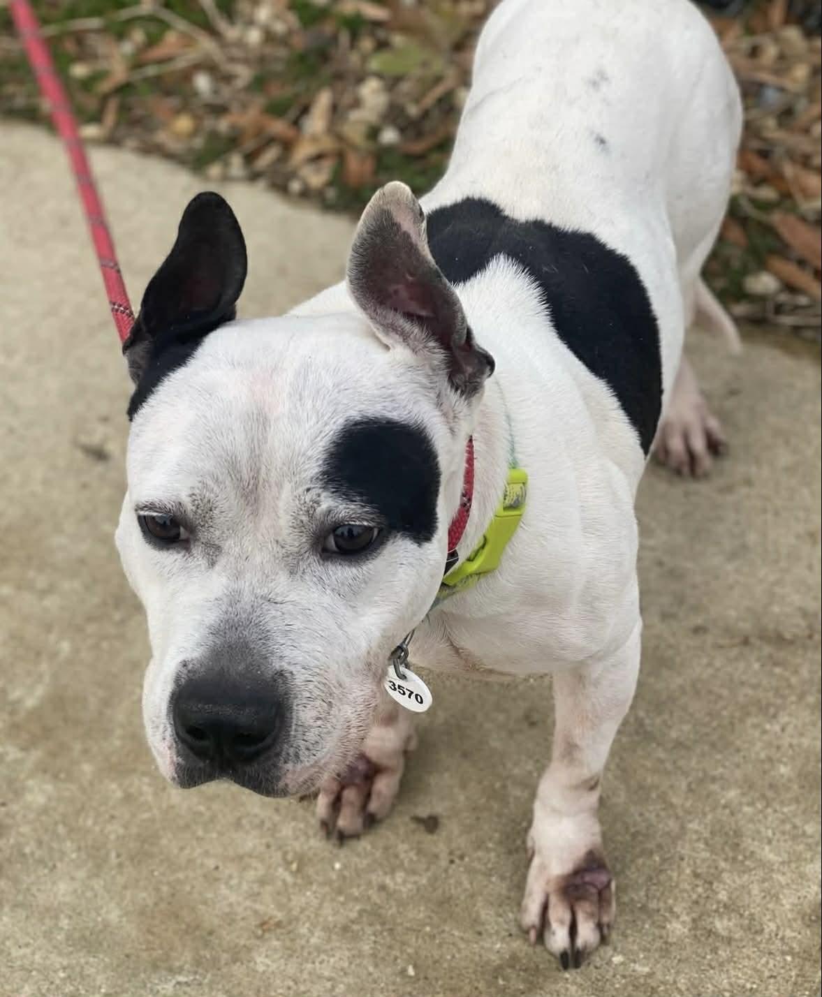 Enlarge Gabe, a ADOPTABLE American Staffordshire Terrier in Sunderland, MD image 6/6