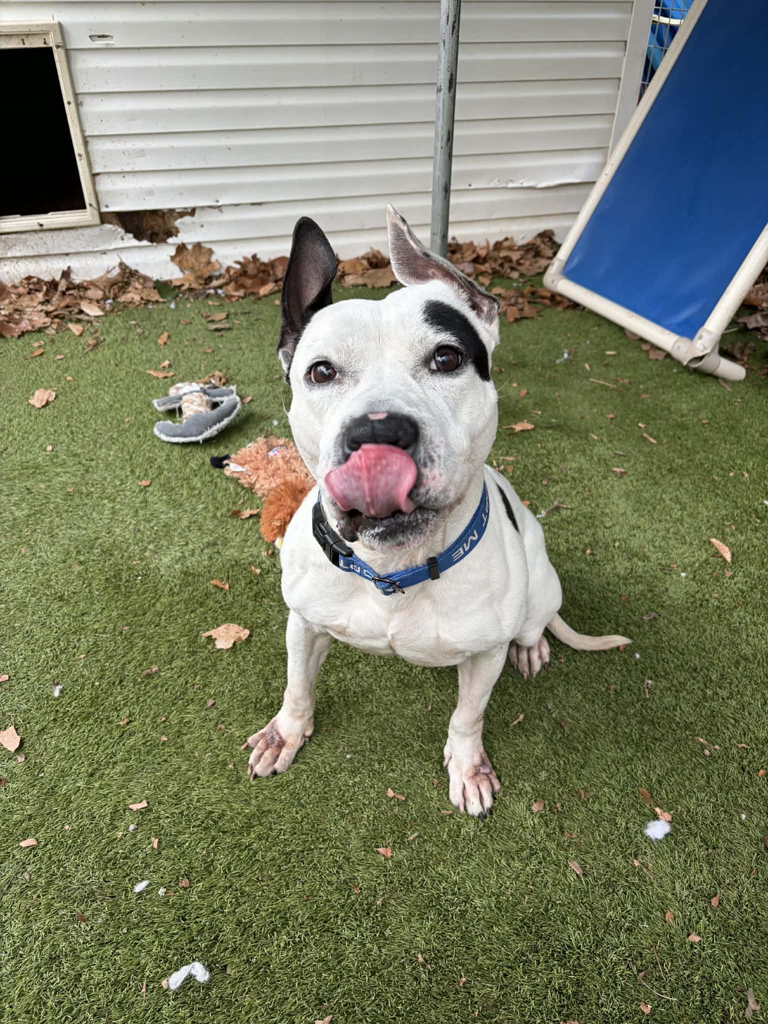 Gabe, ADOPTABLE, Adult Male American Staffordshire Terrier.