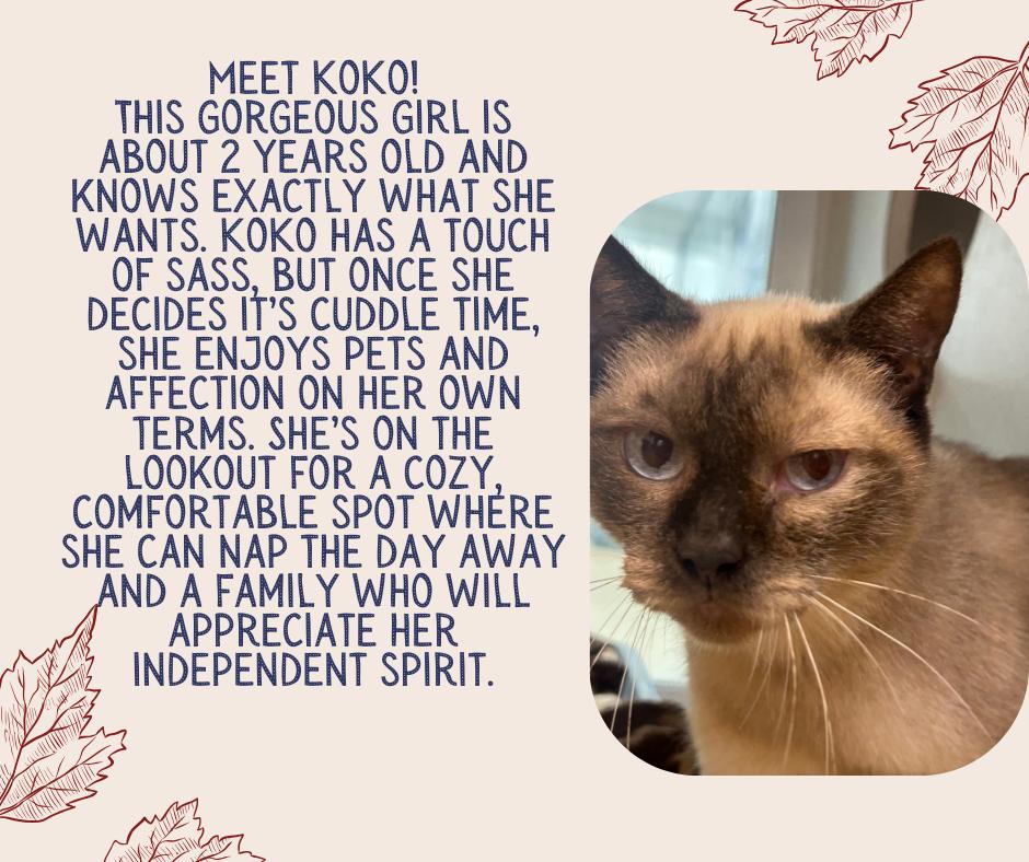 Enlarge KoKo, a Adoptable Siamese in Tama, IA image 1/1