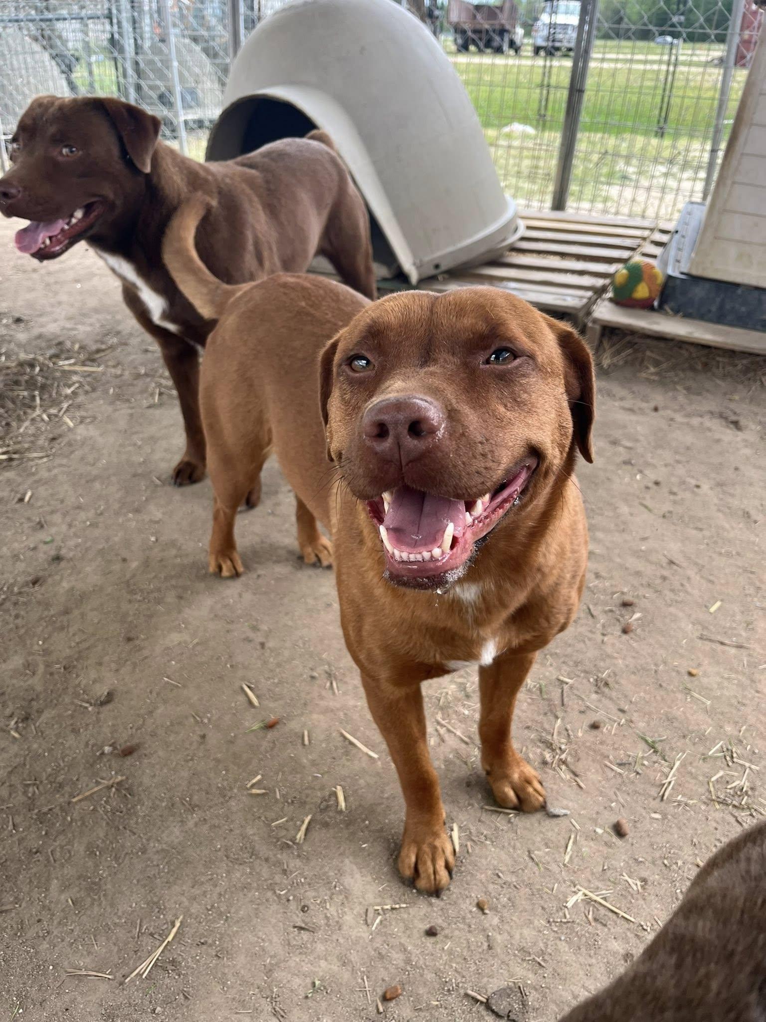 Starr, Adoptable, Adult Female Mixed Breed.