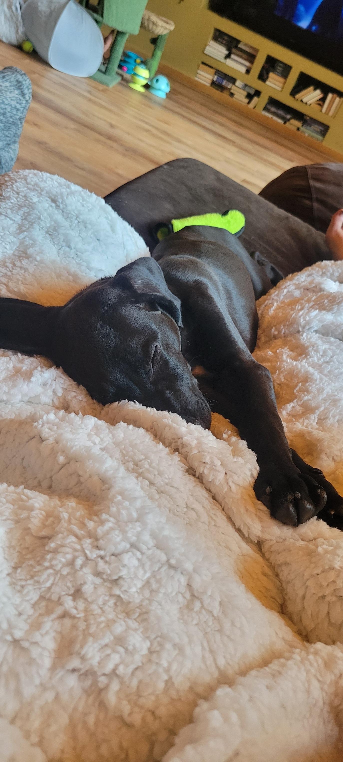 Lady - Princess Puppy