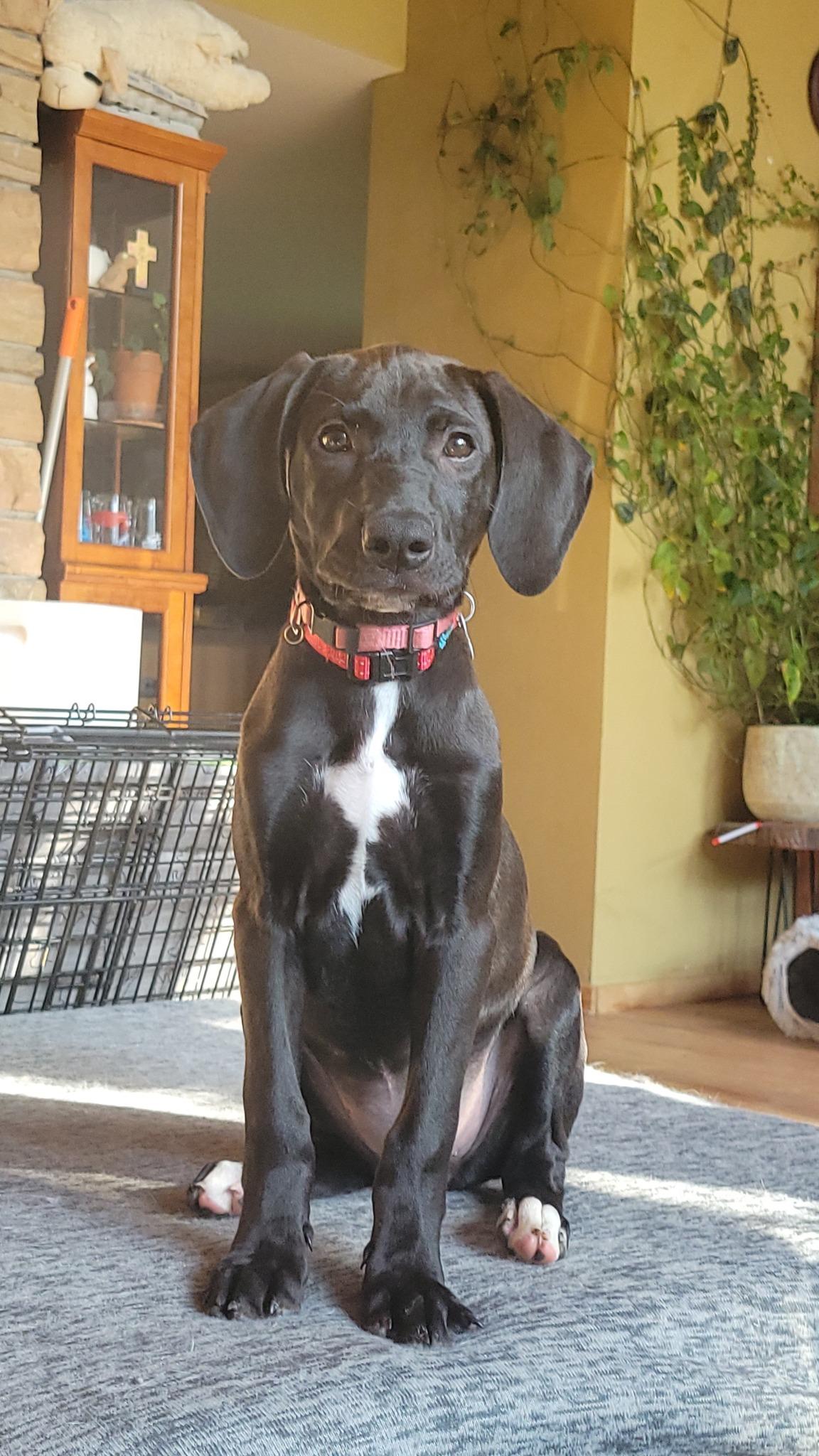 Lady - Princess Puppy