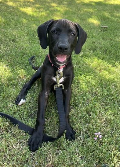 Lady - Princess Puppy