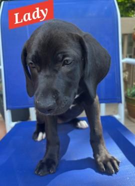 Lady - Princess Puppy