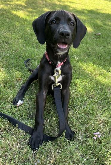 Lady - Princess Puppy