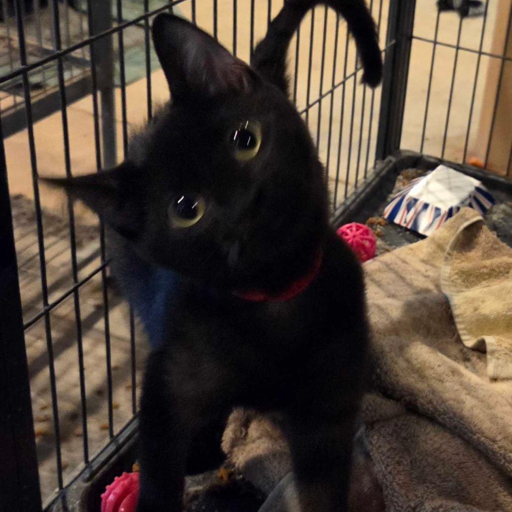 Wifi, Adoptable, Young Female Domestic Short Hair.