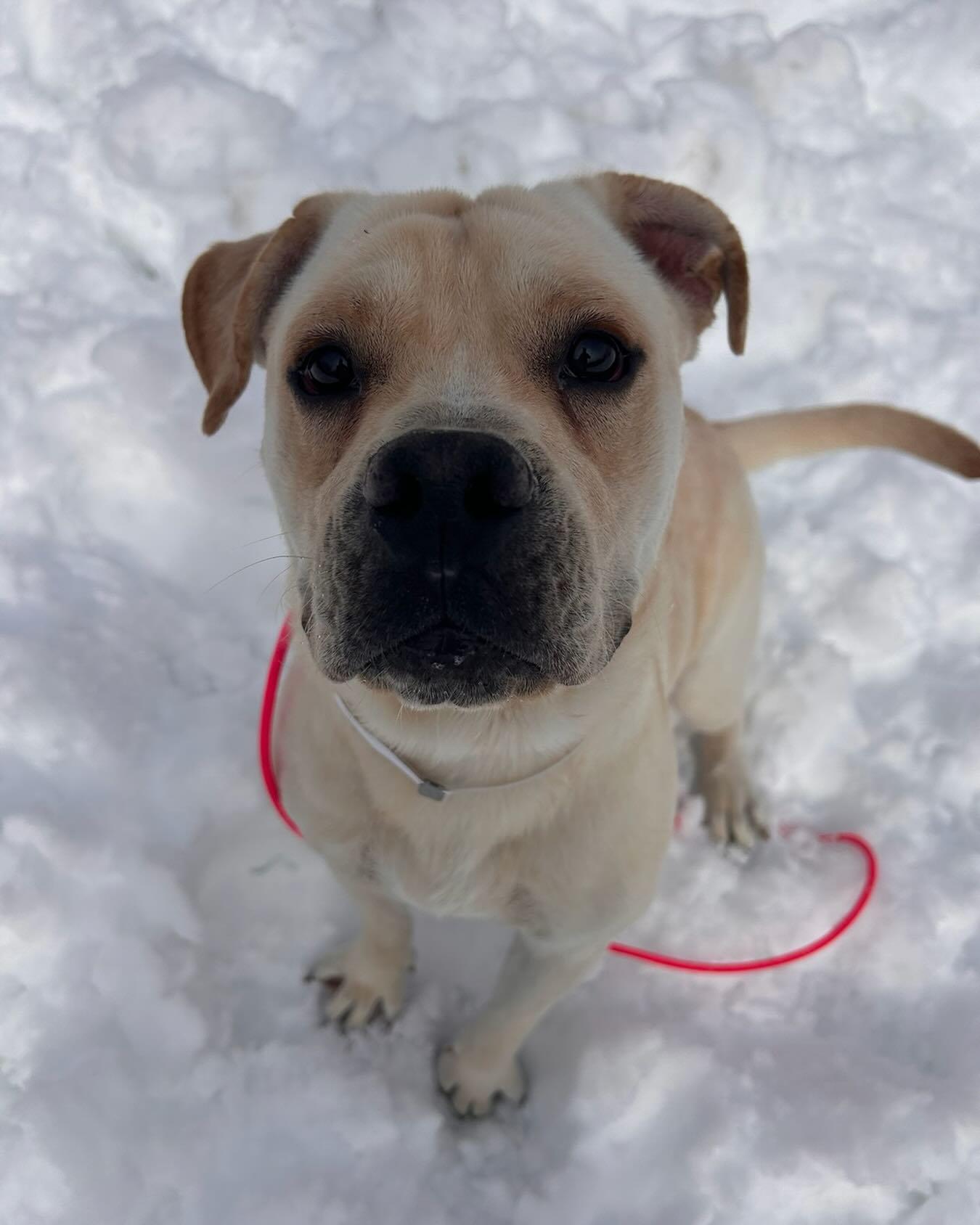 Enlarge Noah Tag #229, an adopted mixed breed in Central Islip, NY image 1/1