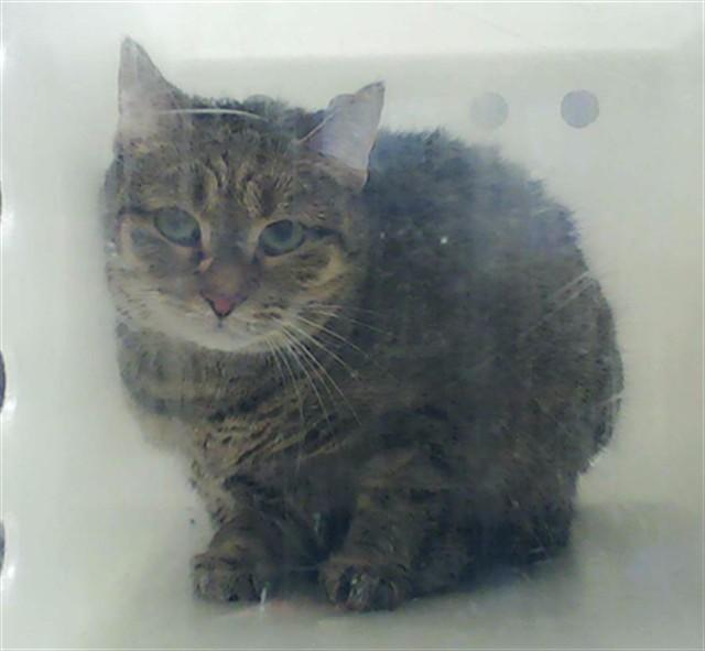 CORA, Adoptable, Young Female Domestic Short Hair.
