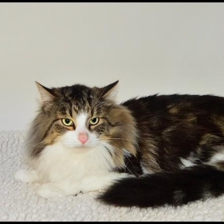 Enlarge Joey, a ADOPTABLE Tabby in San Andreas, CA image 1/1