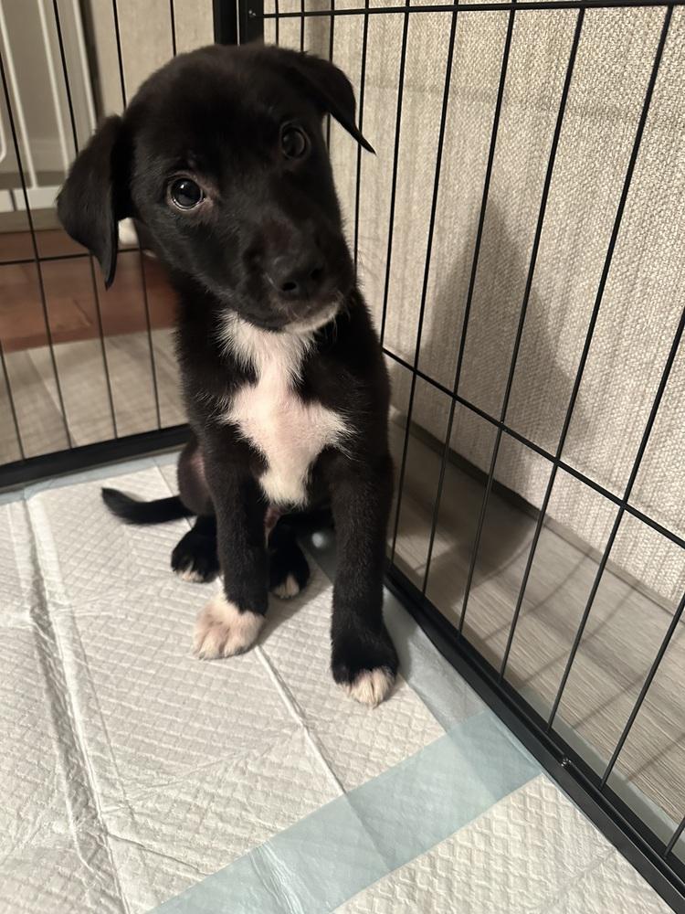 Enlarge Gunslinger, a Adopted mixed breed in Amherst, NY image 1/4