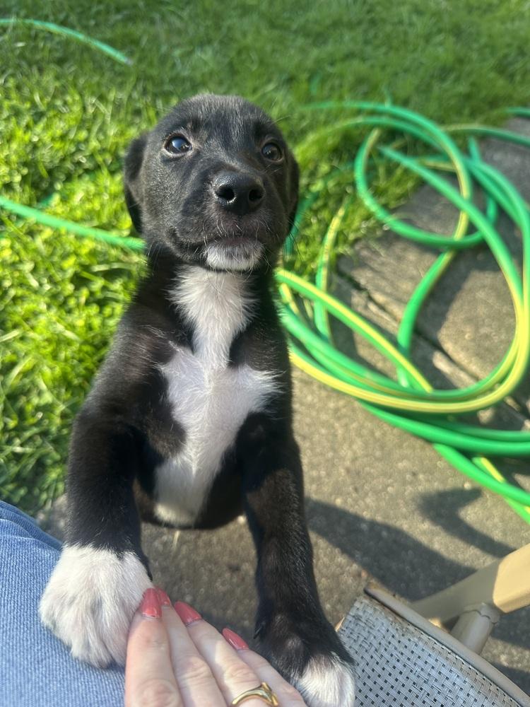 Enlarge Gunslinger, a Adopted mixed breed in Amherst, NY image 3/4