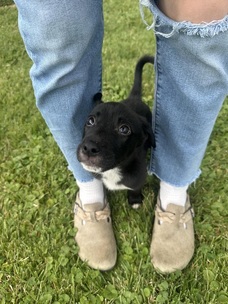 Enlarge Gunslinger, a Adopted mixed breed in Amherst, NY image 4/4