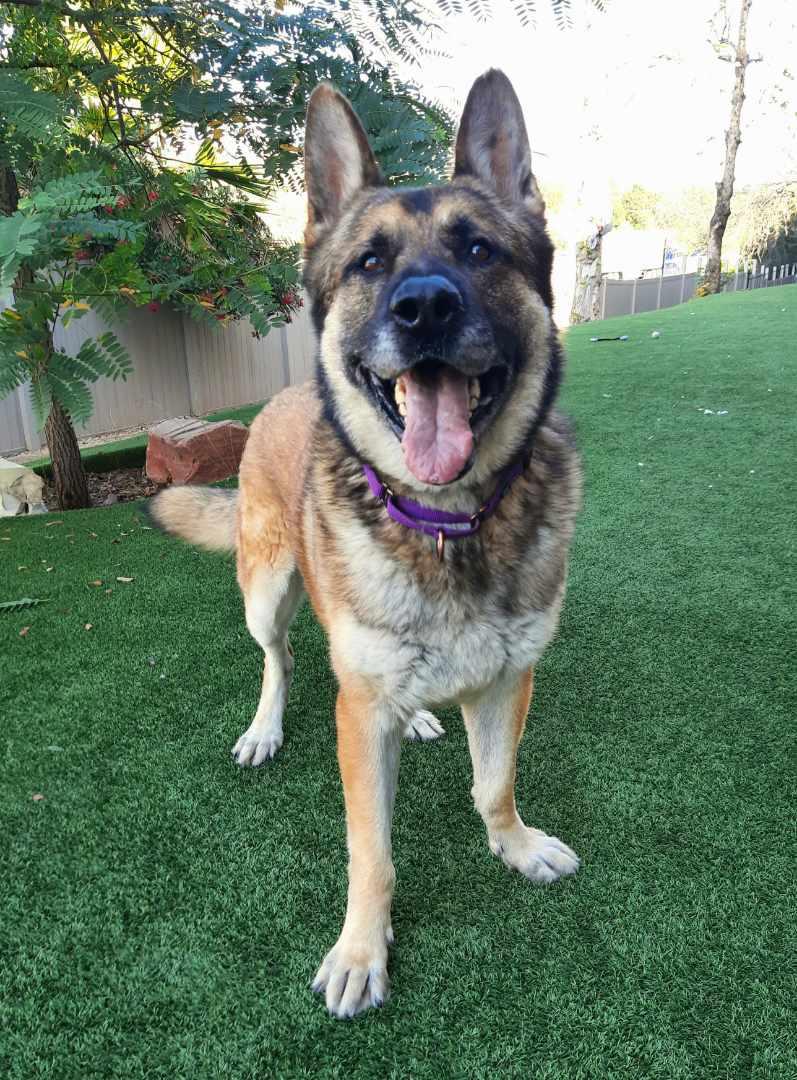 WRANGLER, a Adoptable mixed breed image 1/4