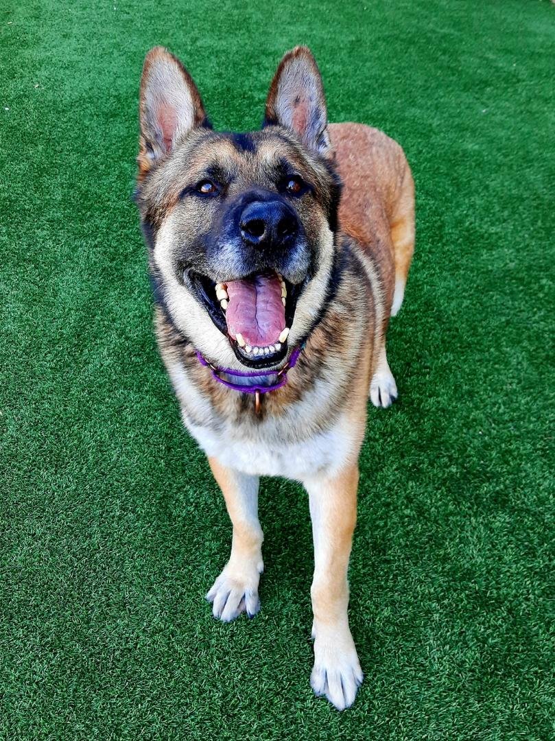 WRANGLER, a Adoptable mixed breed image 2/4