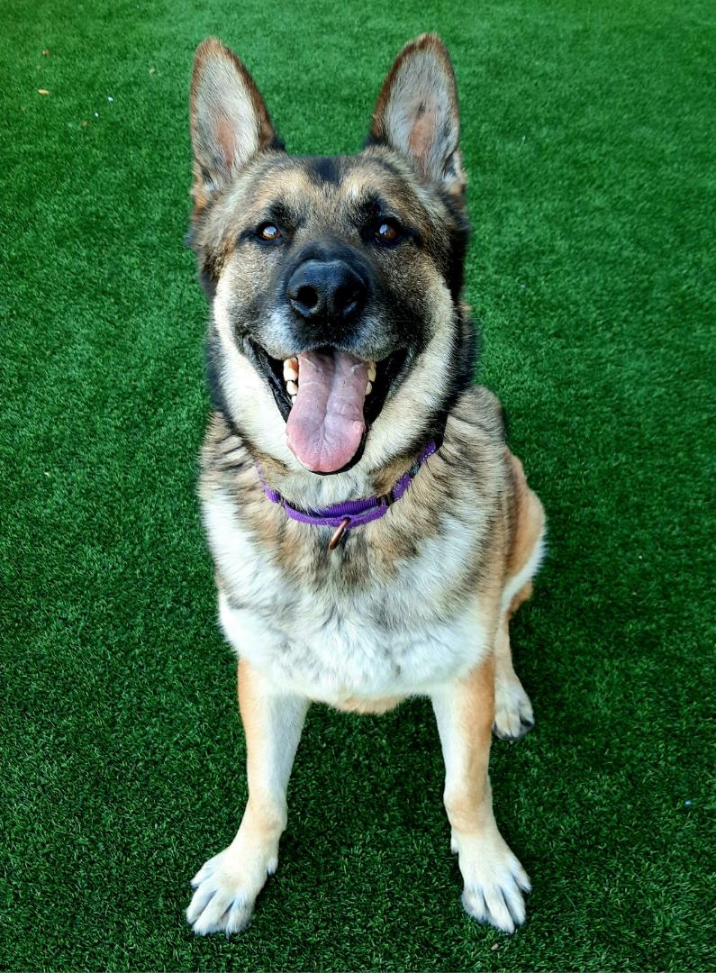 WRANGLER, a Adoptable mixed breed image 3/4