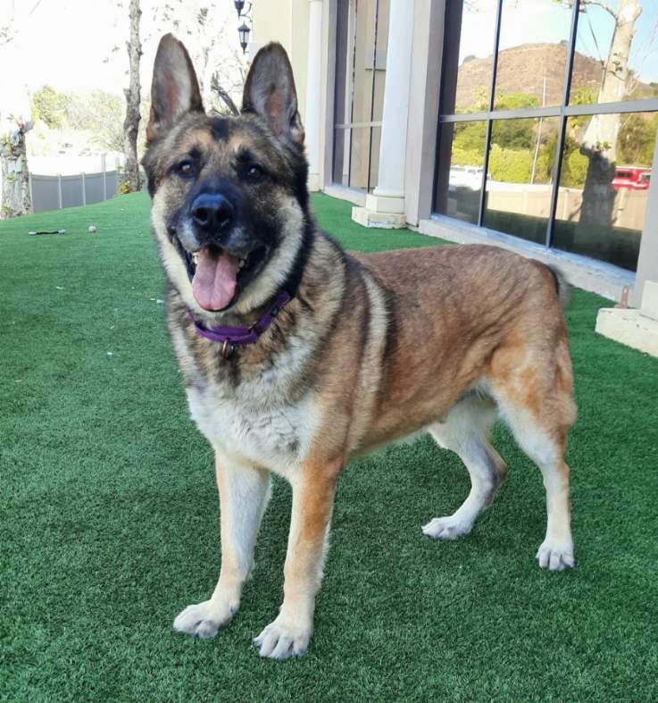 WRANGLER, a Adoptable mixed breed image 4/4