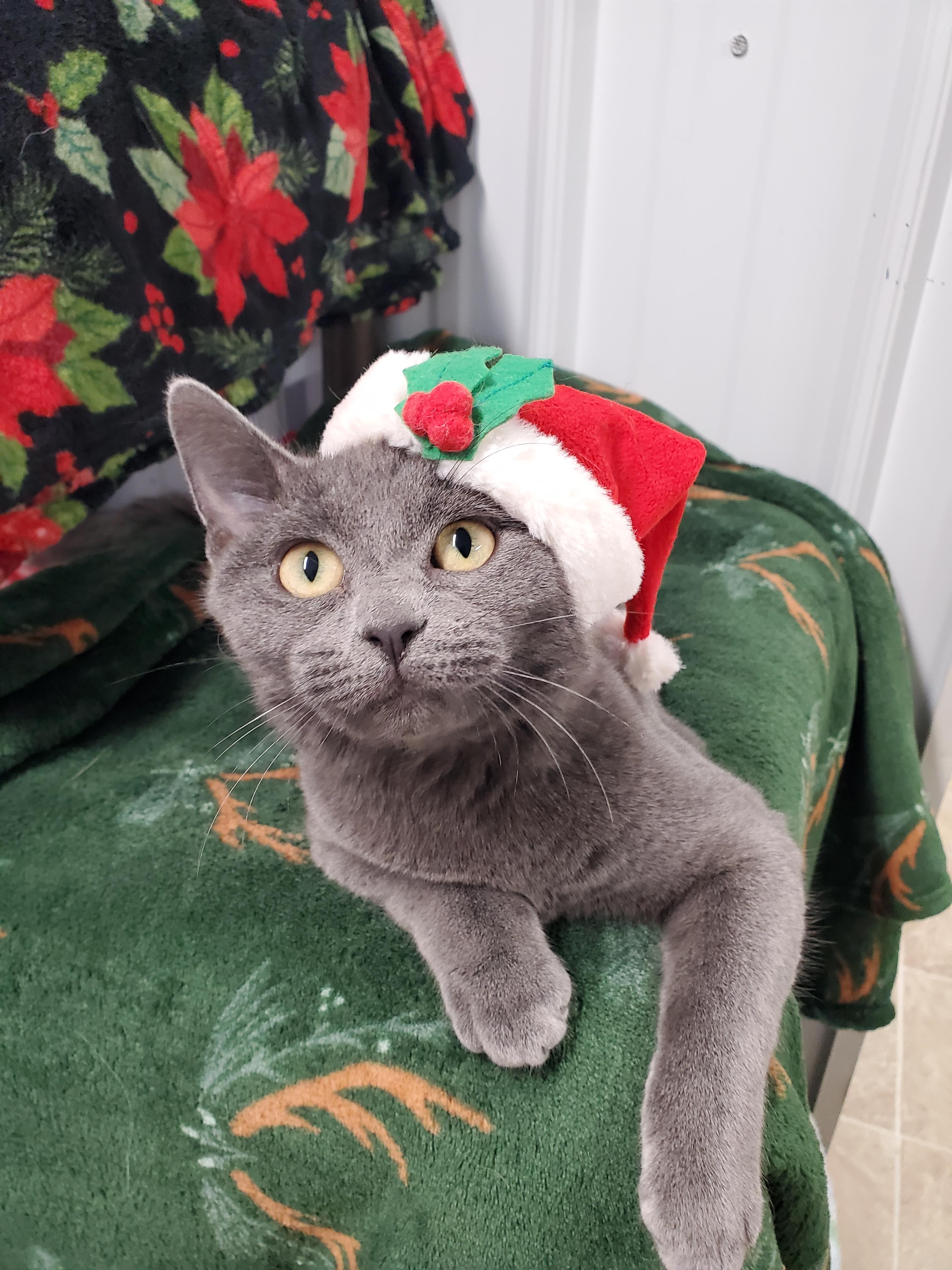 Flynn, Adoptable, Young Male Domestic Short Hair.