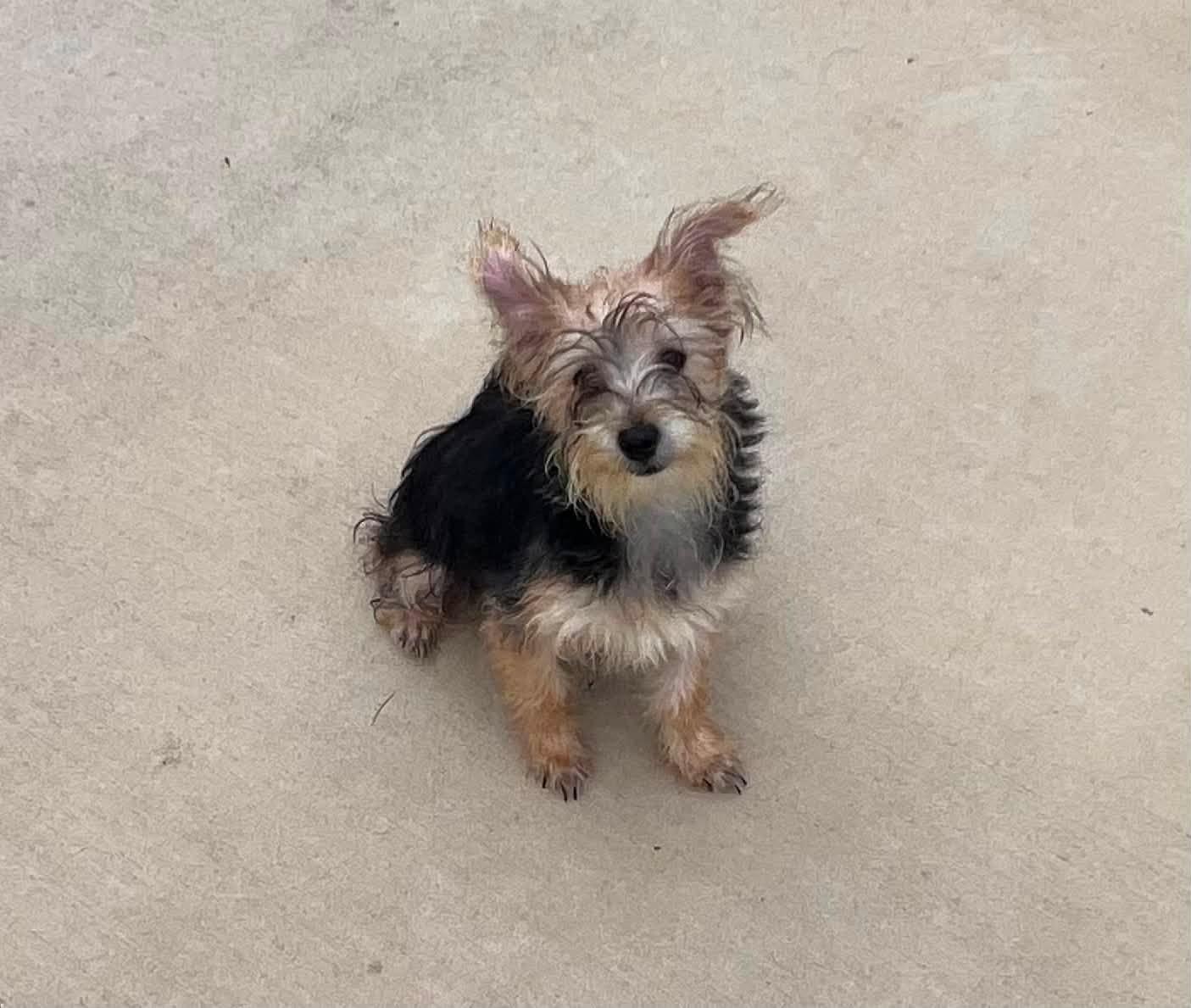 Enlarge Bambam, an adoptable Yorkshire Terrier in Middletown, NJ image 1/3
