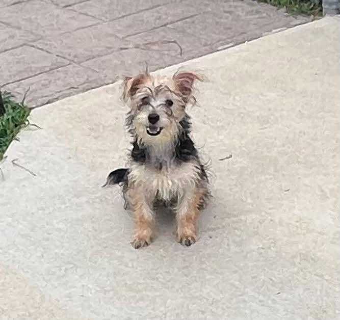 Enlarge Bambam, an adoptable Yorkshire Terrier in Middletown, NJ image 3/3