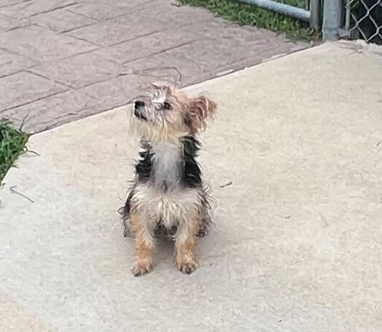 Enlarge Bambam, an adoptable Yorkshire Terrier in Middletown, NJ image 2/3