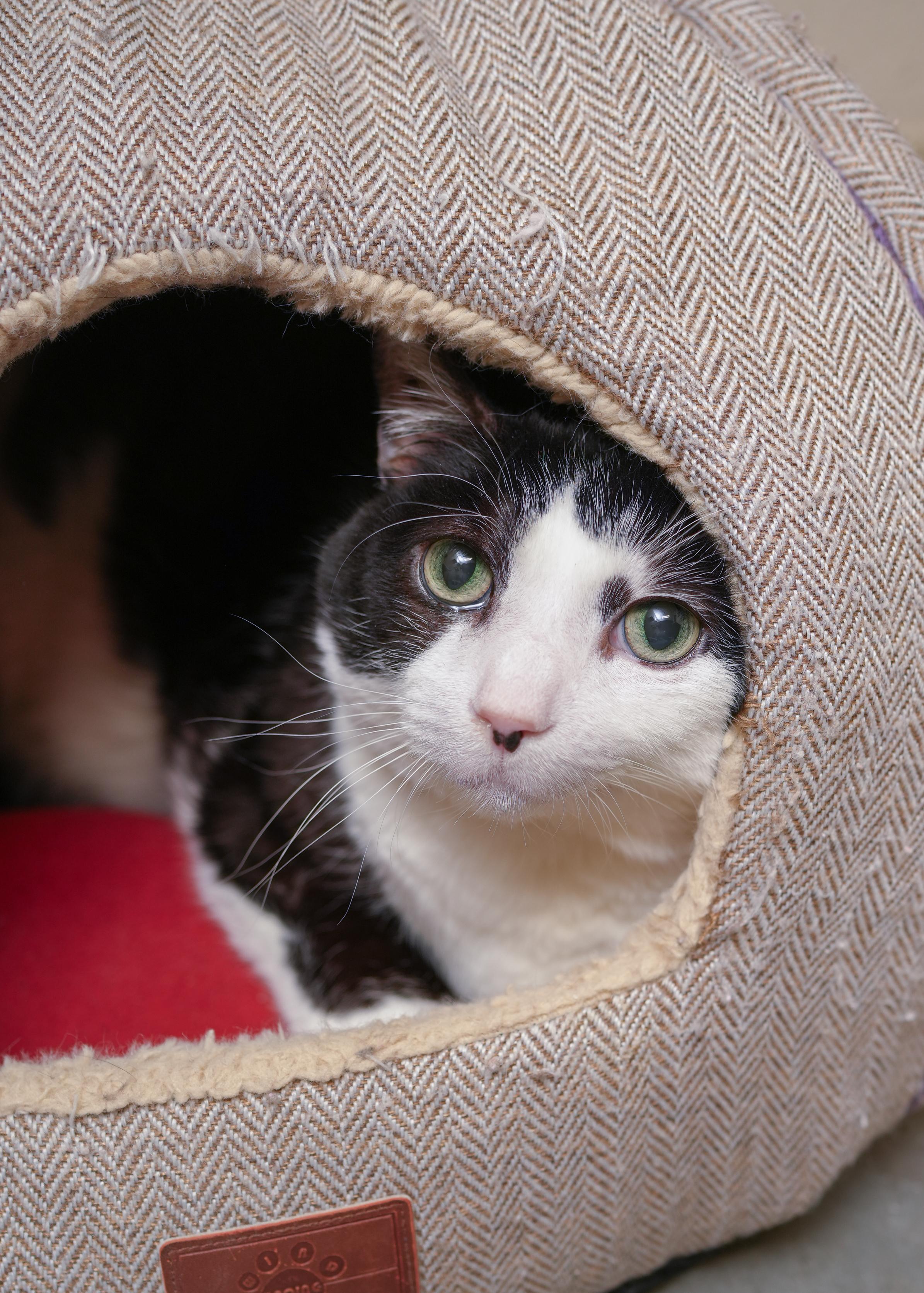 Paisley, a ADOPTABLE Domestic Short Hair in Boise, ID image 1/3